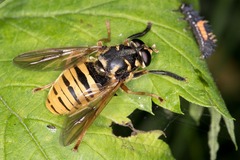Temnostoma vespiforme