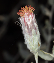 Brickellia incana