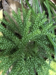Dendrolycopodium dendroideum