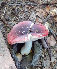 Russula atropurpurea