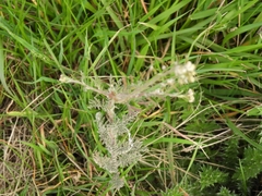 Lepidium bonariense