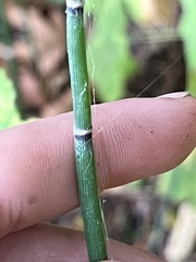 Equisetum hyemale
