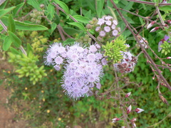 Ageratum corymbosum
