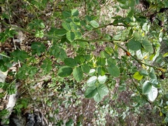 Rosa rubiginosa