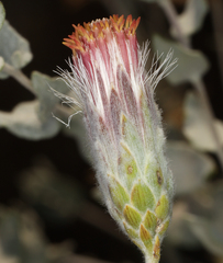 Brickellia incana
