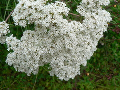 Stevia
