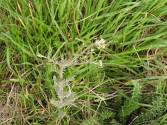 Lepidium bonariense