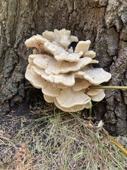 Climacodon septentrionalis