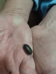 Porcellio