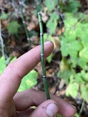Equisetum hyemale