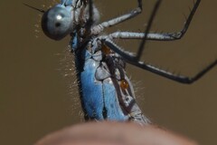 Arrenurus