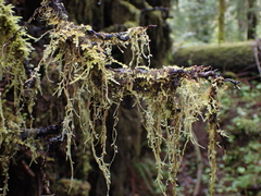 Pseudisothecium stoloniferum