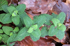 Teucrium scorodonia