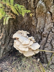 Climacodon septentrionalis