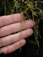 Pseudisothecium stoloniferum