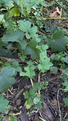 Hydrophyllum canadense