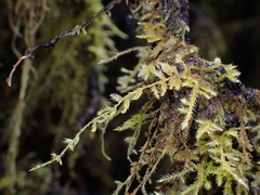 Pseudisothecium stoloniferum