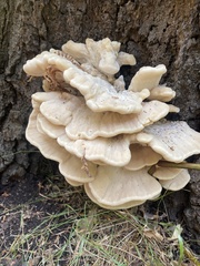 Climacodon septentrionalis