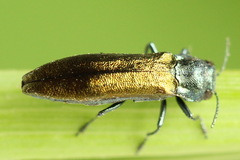 Agrilus subauratus