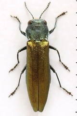 Agrilus subauratus