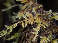 Pseudisothecium stoloniferum