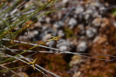Carex pauciflora