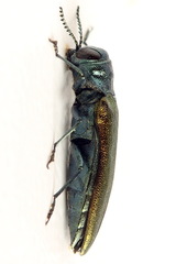 Agrilus subauratus