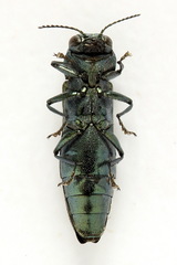 Agrilus subauratus