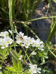 Cardamine amara