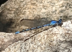 Argia extranea