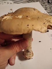 Tricholoma equestre