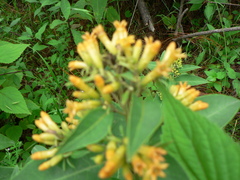 Cestrum aurantiacum