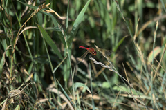 Sympetrum internum