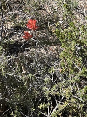 Castilleja integra