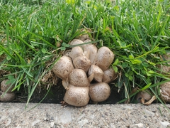 Coprinopsis atramentaria