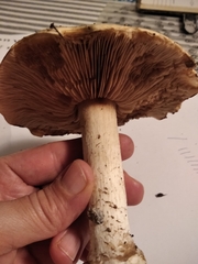 Tricholoma equestre