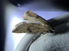 Micrathetis