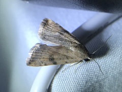 Micrathetis
