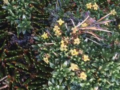 Valeriana aretioides