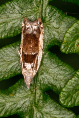 Epinotia ramella