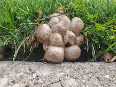 Coprinopsis atramentaria