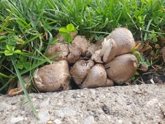 Coprinopsis atramentaria