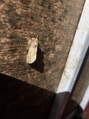 Ptilophora plumigera