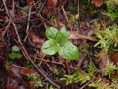 Lysimachia latifolia