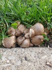 Coprinopsis atramentaria