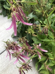 Campanula punctata