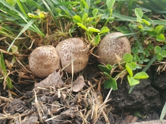 Coprinopsis atramentaria