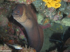 Gymnothorax unicolor