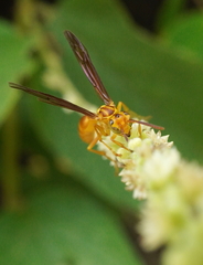 Vespidae