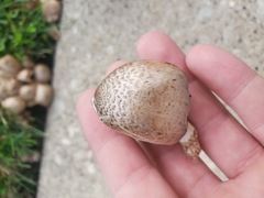 Coprinopsis atramentaria